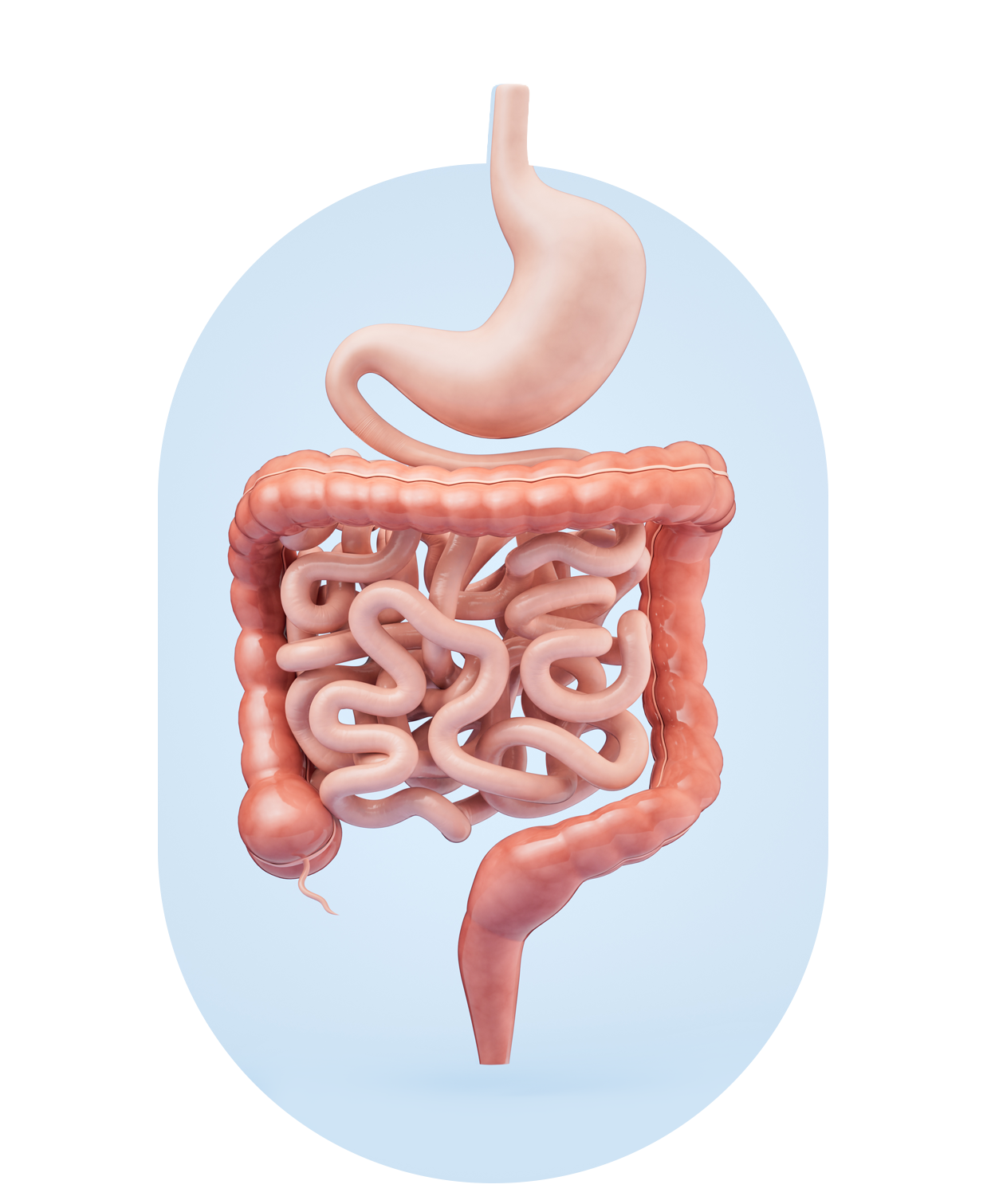 Improving gut health to support digestion and effective weight management