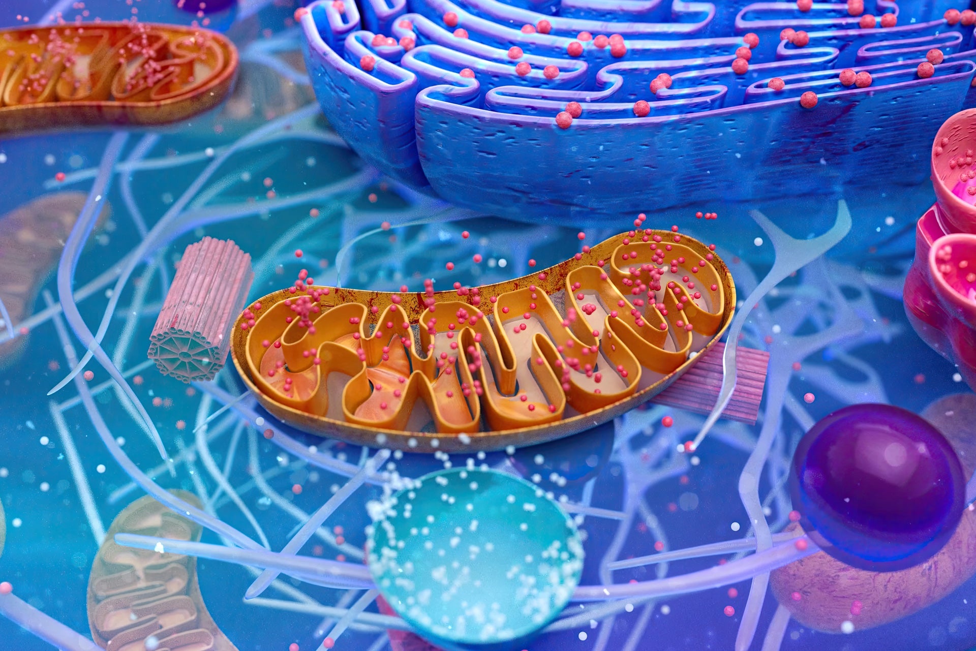 Understanding mitochondrial health and how it affects energy and metabolism