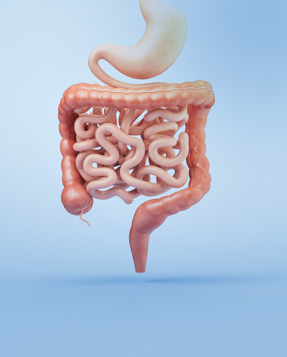 Gut health strategies to support digestion,
weight management and blood sugar control